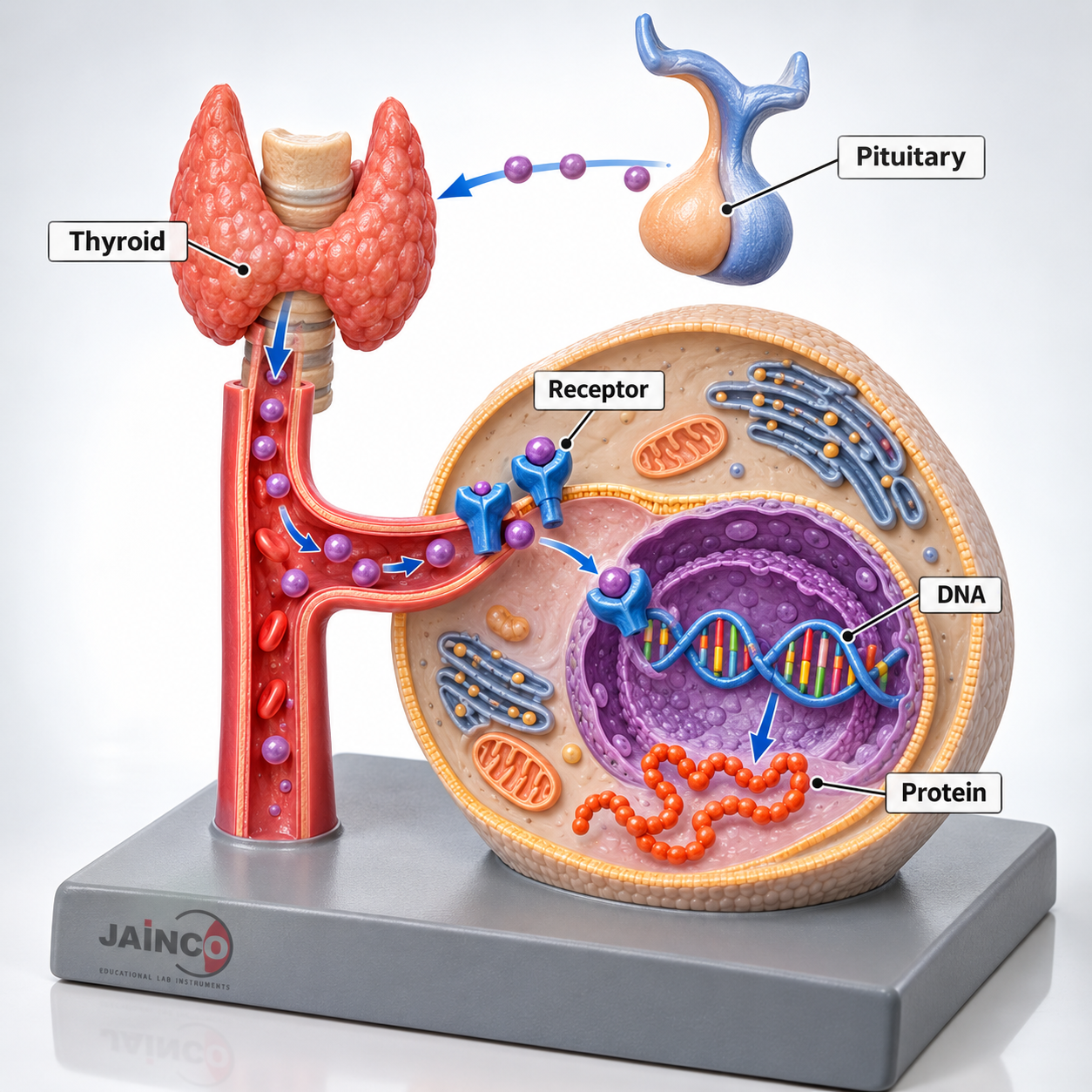 Hormones Mechanism of Action Model